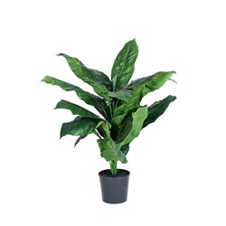 E0102 - Peace Lily