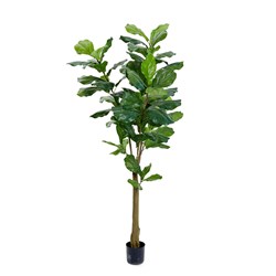 E0101 - Fiddle Leaf Fig Tree Large